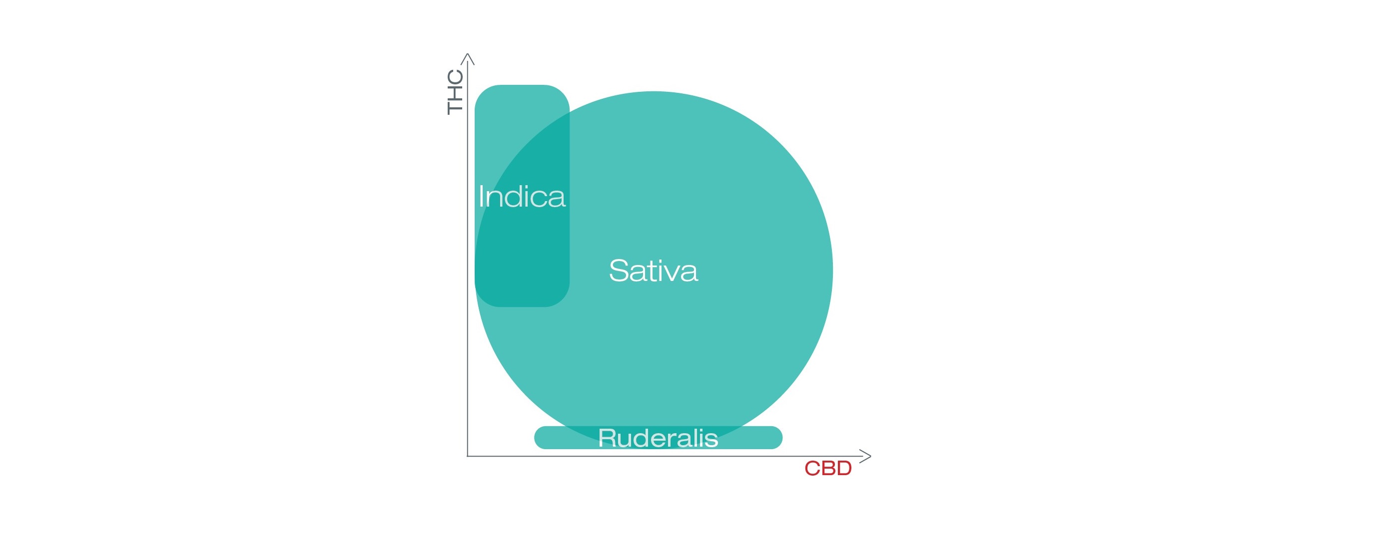 Diagrama que muestra el THC y el CBD en sativa, indica y ruderalis.